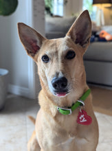 Load image into Gallery viewer, Ty Beanie Baby Dog Collar Tag